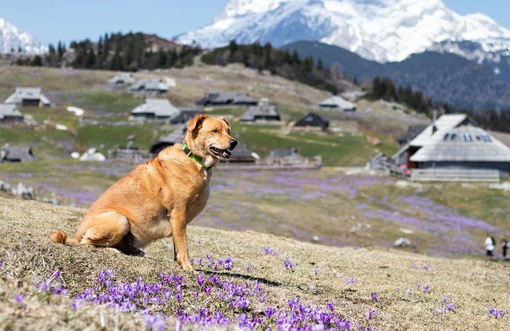 Aggressione di un cane in montagna: si può chiedere risarcimento?