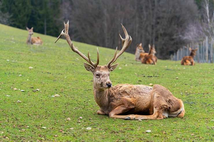 Cervo nel bosco