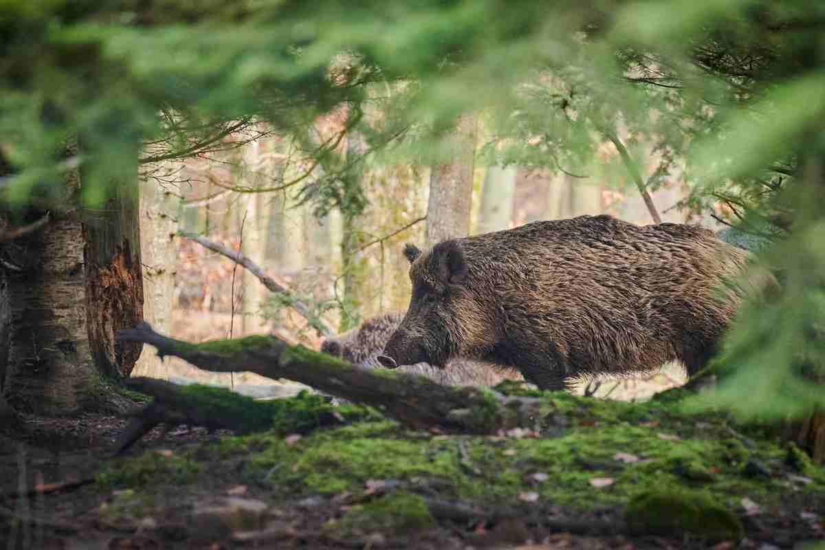 Cinghiale in un bosco