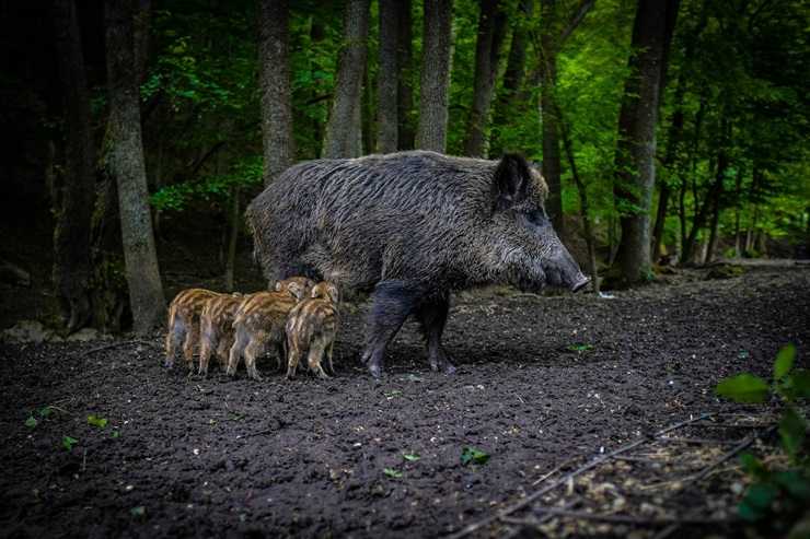 Un cinghiale con i suoi cuccioli