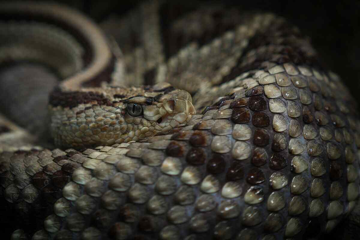 vipera